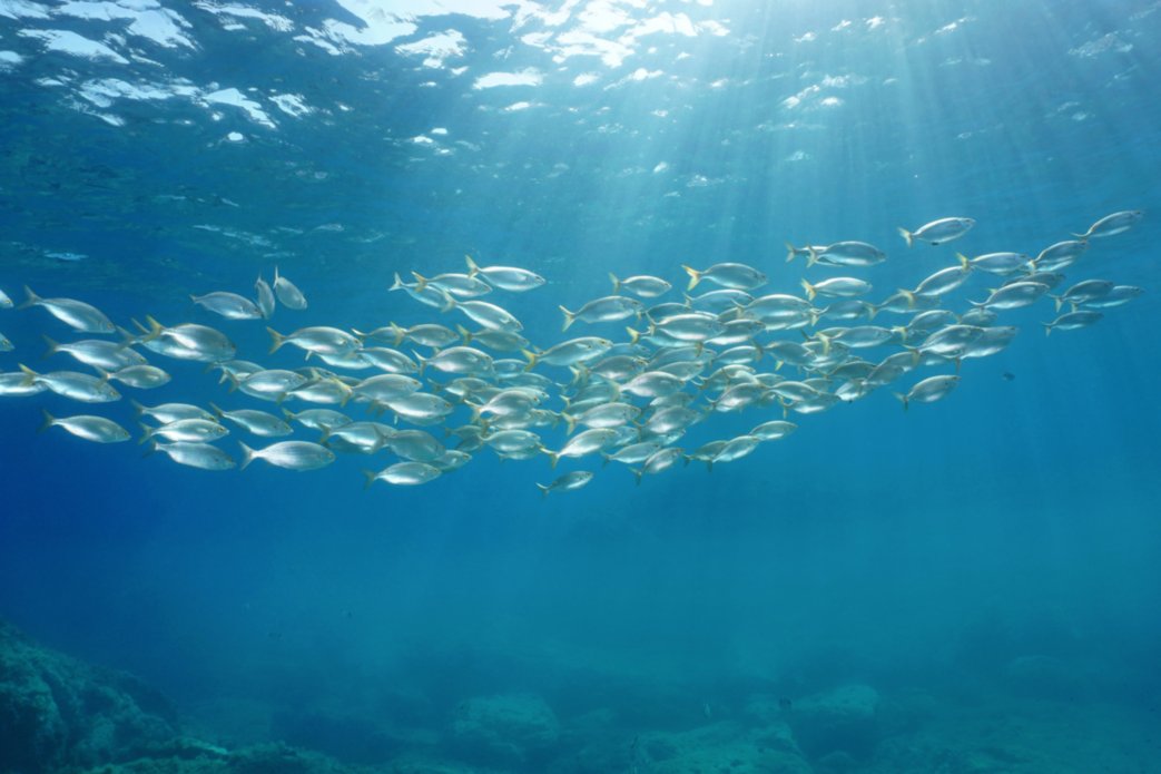 Group of fish swimming together